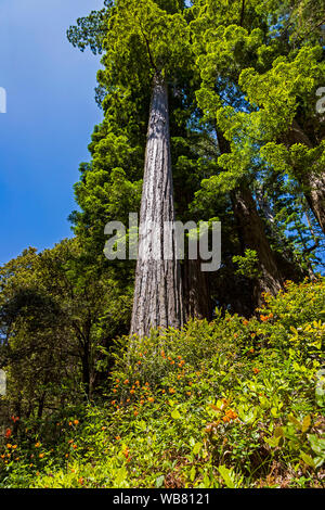 Ein stattliches Coast Redwood Tree (Sequoia sempervirens) mit einer Anzeige von einem zarten Wildblumen bekannt als Leopard Lilie (Lilium pardalinum). Stockfoto