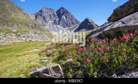 Den hohen Prijakt (hohe Prijakt) und Niederer Prijakt Prijakt (Low). Schober mountain Gruppe. Rhododendron Pflanzen, Alpenblumen. Österreichischen Alpen. Stockfoto