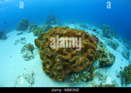 Leder Korallen (Sarcophyton trocheliophorum), Cebu, Visayas, Philippinen Stockfoto