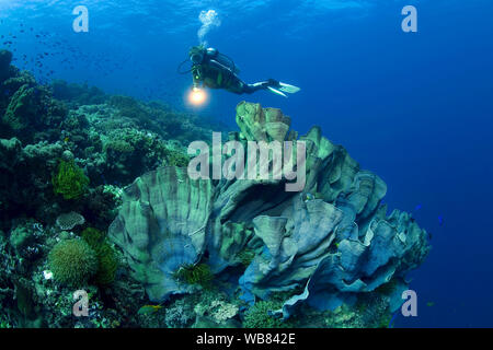 Scuba Diver zu einem riesigen Elefanten ohr Schwamm (Lanthella Basta), Bohol, Panglao, Visayas, Philippinen Stockfoto