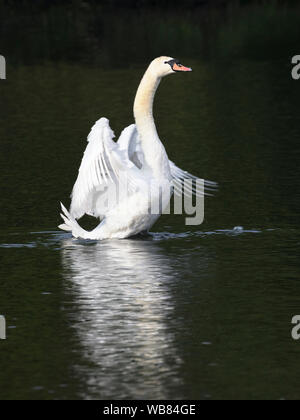 Nach Höckerschwan (Cygnus olor) seine Flügel während putzen Stockfoto