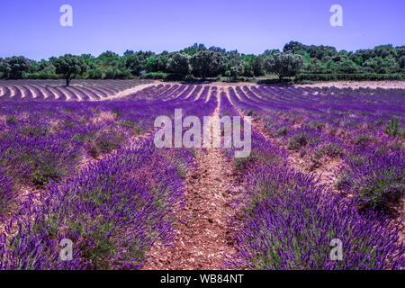 Lavendelfelder in der Ardeche im Südosten Frankreich Stockfoto