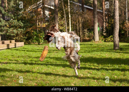 Irische Rot-weiße Setter in eine Rasenfläche. Hund Wandern und Spielen im Park. Happy pet in der Wildnis Stockfoto