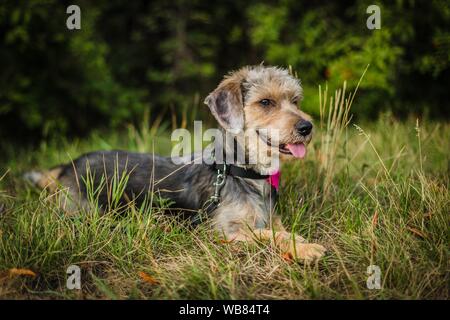 Portrait von niedlichen Mischling braun und grau Yorkshire Terrier im grünen Gras liegend an einem sonnigen Tag in einem Park mit Mund offen zeigen rosa Zunge. Stockfoto