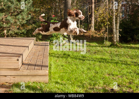 Irische Rot-weiße Setter in eine Rasenfläche. Hund Wandern und Spielen im Park. Happy pet in der Wildnis Stockfoto