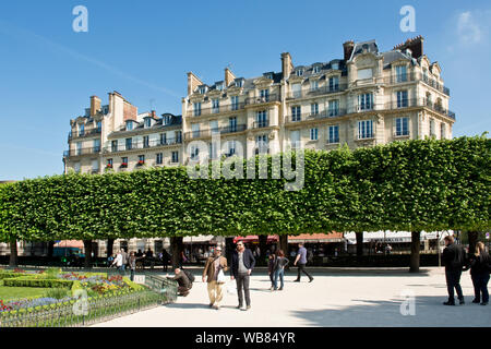 Die gepflegten Bäume von Square Jean XXIII. Hinter der Kathedrale Notre-Dame, Paris, Frankreich Stockfoto