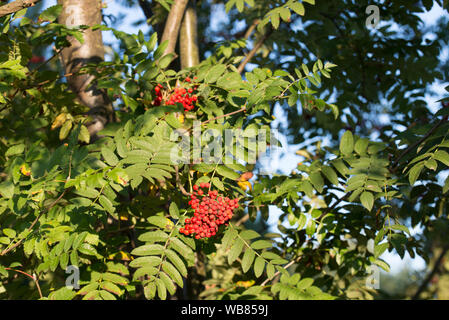 Vogelbeeren auf Zweige auf blau Himmel Hintergrund Stockfoto