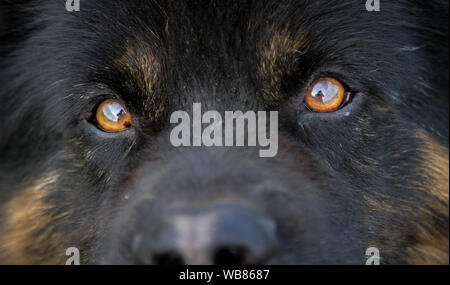 Augen eines alten Deutschen Schäferhund, 11 Jahre alte Rüde Stockfoto