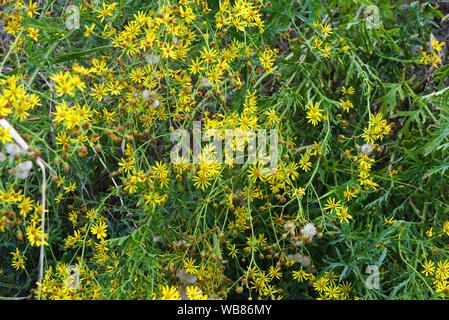 Gelbe kleine Blüten von gemeinem Jakobi in der Natur, jacobaea vulgaris, senecio jacobaea, Ragkraut, gemein Ragkraut, stinkender Wille, saures Ragkraut. Stockfoto