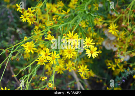 Gelbe kleine Blüten von gemeinem Jakobi in der Natur, jacobaea vulgaris, senecio jacobaea, Ragkraut, gemein Ragkraut, stinkender Wille, saures Ragkraut. Stockfoto