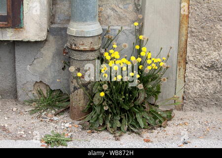 Bündel hoch oder Löwenzahn Taraxacum die geschlossene und die geöffnete Blüte gelb Blumen und Blüten aus zahlreichen grauen und weißen Blüten Stockfoto