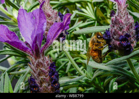 Honey Bee Fütterung Pollen sammeln auf lila und grün Lavendel Blumen Stockfoto