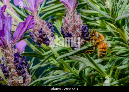 Honey Bee Fütterung Pollen sammeln auf lila und grün Lavendel Blumen Stockfoto
