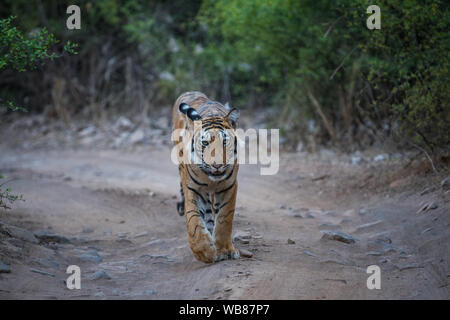 Drei Bengal Tiger auf abendlichen Spaziergang auf den langen Weg in einem Muster. Konzeptionelle und behavioral Bild der Sub nach Tiger oder Geschwister ihre Liebe zeigen. Stockfoto