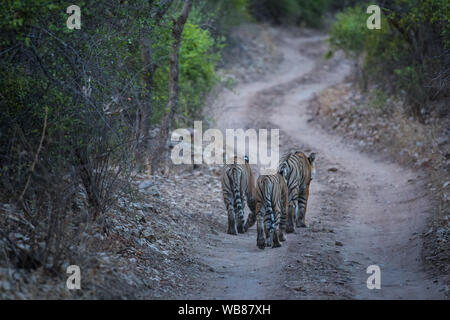 Drei Bengal Tiger auf abendlichen Spaziergang auf den langen Weg in einem Muster. Konzeptionelle und behavioral Bild der Sub nach Tiger oder Geschwister ihre Liebe zeigen. Stockfoto