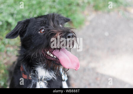 Mix schwarz Rasse Hund Border Collie x Schnauzer, Grenze schnollie, sich lecken, Kopie in der rechten Stockfoto