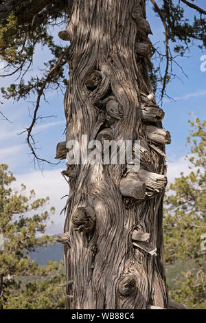 Die Äste und Stämme des alten Juniper Bäume bilden interessante Bilder Stockfoto