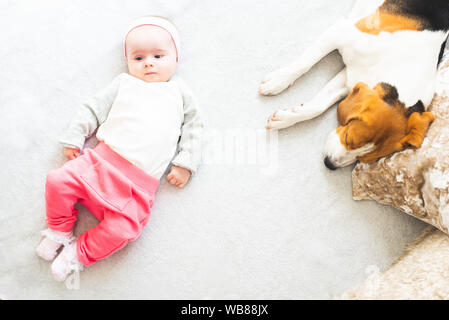 6 Monate altes Baby Mädchen liegen nächster Hund auf einer Couch mit Beagle. Blick von oben. Stockfoto