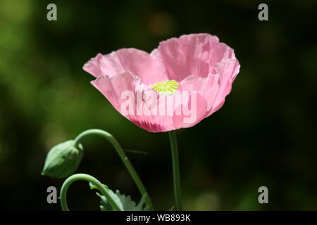 Schlafmohn oder Papaver somniferum oder Breadseed poppy jährliche blühende Pflanze mit vollständig geöffneten Lila Blume und leichte grüne Mitte Stockfoto