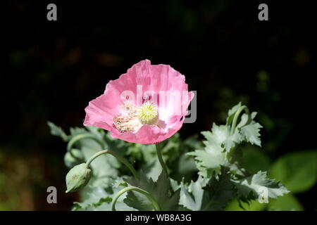 Ansicht von oben Schlafmohn oder Papaver somniferum oder Breadseed poppy jährliche blühende Pflanze mit voll geöffneten Blüte Lila Blume und leichte grüne Mitte Stockfoto