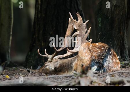 Damwild schlafen auf dem Boden im Wald im Sommer Stockfoto