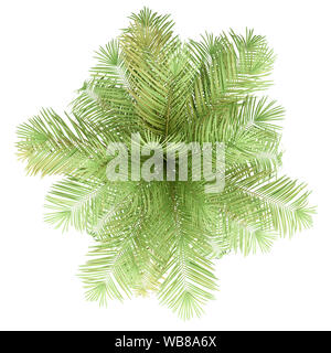 Flasche Palme auf weißem Hintergrund. nach oben anzeigen. 3D-Darstellung Stockfoto