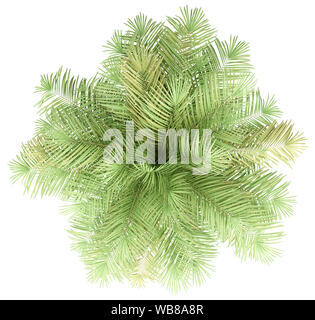 Flasche Palme auf weißem Hintergrund. nach oben anzeigen. 3D-Darstellung Stockfoto