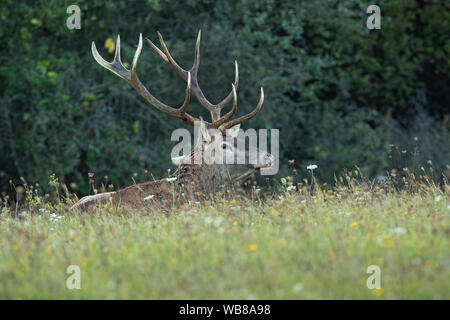 Starke Red deer Hirsch, Cervus elaphus Alarmiert, liegen auf der grünen Wiese mit Blumen in der Brunftzeit im Herbst. Seitenansicht der männlichen Säugetier Tier i Stockfoto