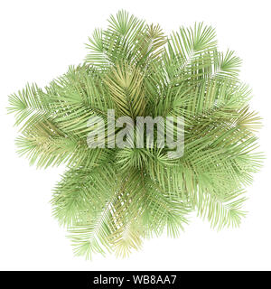 Flasche Palme auf weißem Hintergrund. nach oben anzeigen. 3D-Darstellung Stockfoto