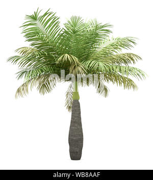Flasche Palme auf weißem Hintergrund. 3D-Darstellung Stockfoto