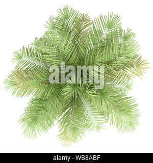 Flasche Palme auf weißem Hintergrund. nach oben anzeigen. 3D-Darstellung Stockfoto