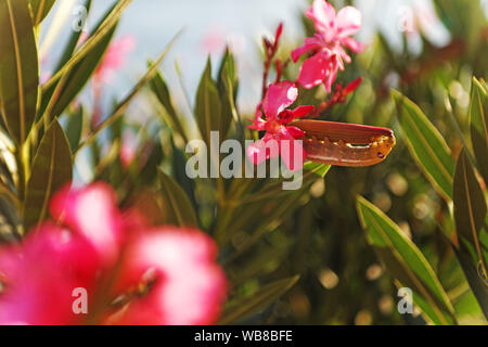 Oleander Tabakschwärmer, (Daphnis nerii), Caterpillar Stockfoto