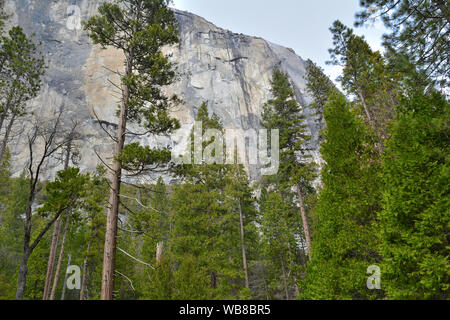 Pinien und Big Rock Formation im Yosemite National Park, Kalifornien. USA Stockfoto