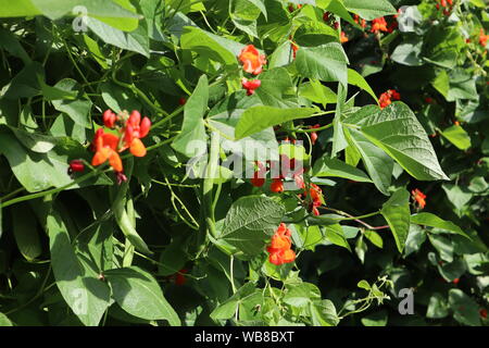 Roten Blüte Blüten auf runner bean Pflanzen Stockfoto