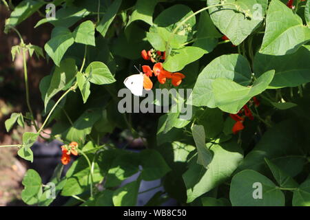 Kleinen weißen Schmetterling auf prunkbohne Blüte Stockfoto