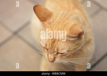 Pale ginger Katze sitzt auf der Straße, Nahaufnahme, Porträt, auf das Gesicht konzentrieren Stockfoto