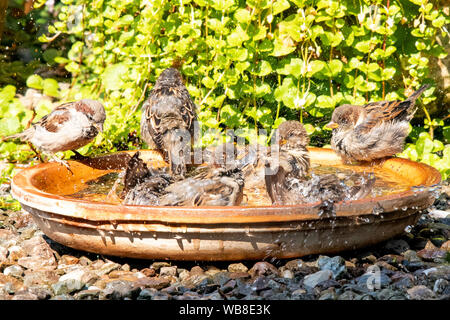 Killearn, Stirlingshire, Schottland, UK. 25 Aug, 2019. UK Wetter - Spatzen genießen Sie einen Splash und kühlen Sie sich in der Sonne, als die Temperatur in einem stirlingshire Garten steigt. Credit: Kay Roxby/Alamy leben Nachrichten Stockfoto