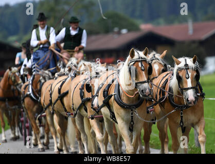 Rottach Egern, Deutschland. 25 Aug, 2019. Die Teilnehmer des Rosstag teil nehmen mit ihren Pferden in die Parade unter dem Motto "d" Fuhrleit kemman z'amm". In diesem Jahr 50 Jahre Rosstag Rottach-Egern gefeiert. Quelle: Angelika Warmuth/dpa/Alamy leben Nachrichten Stockfoto