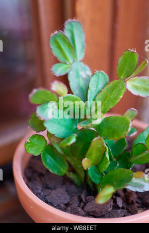 Wüstenhaft Pflanze, die auf einem Blumentopf Stockfoto