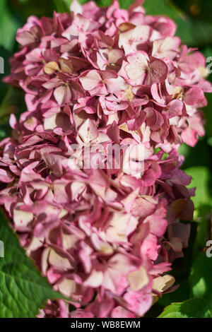 Hortensie, hortenses wachsen auf einer natürlichen Umgebung Stockfoto