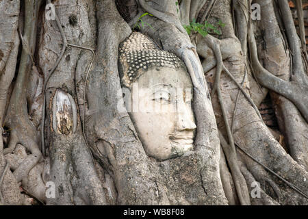 Ayutthaya Buddha Kopf Statue mit gefangen in Bodhi Baum Wurzeln im Wat Maha That (Ayutthaya), Thailand Stockfoto