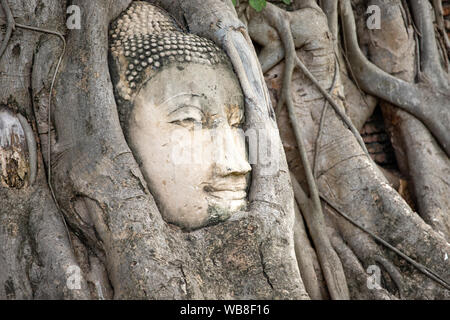 Ayutthaya Buddha Kopf Statue mit gefangen in Bodhi Baum Wurzeln im Wat Maha That (Ayutthaya), Thailand Stockfoto
