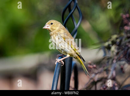 Gold Finch im Garten Stockfoto