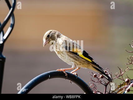 Gold Finch im Garten Stockfoto