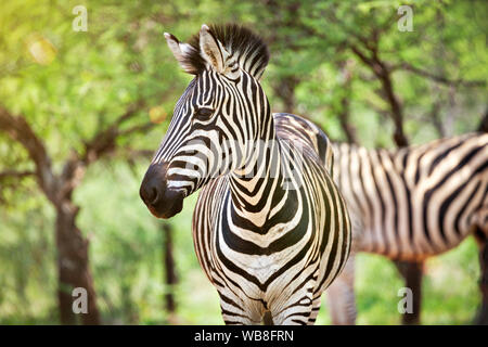 Zwei Zebras zusammen im Busch, Bäume im Hintergrund Akazie Stockfoto