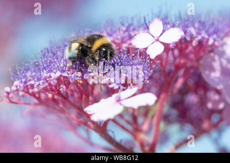 Killearn, Stirlingshire, Schottland, UK. 25 Aug, 2019. UK Wetter - Hummel mit blauen Pollen-körbe Grünfutter auf die Hortensie Blumen unter strahlend blauem Himmel und Temperaturen in einem stirlingshire Garten steigen. Pollen Farbe variiert je nach Art der Pflanze, aus der Bienen Pollen sammeln und kann von weiß bis dunkelblau Credit variieren: Kay Roxby/Alamy leben Nachrichten Stockfoto