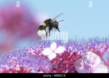 Killearn, Stirlingshire, Schottland, UK. 25 Aug, 2019. UK Wetter - Hummel mit blauen Pollen-körbe Grünfutter auf die Hortensie Blumen unter strahlend blauem Himmel und Temperaturen in einem stirlingshire Garten steigen. Pollen Farbe variiert je nach Art der Pflanze, aus der Bienen Pollen sammeln und kann von weiß bis dunkelblau variieren. Credit: Kay Roxby/Alamy leben Nachrichten Stockfoto