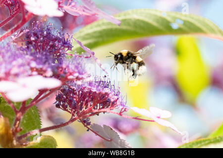 Killearn, Stirlingshire, Schottland, UK. 25 Aug, 2019. UK Wetter - Hummel mit blauen und gelben Pollen-körbe Grünfutter auf die Hortensie Blumen unter strahlend blauem Himmel und Temperaturen in einem stirlingshire Garten steigen. Pollen Farbe variiert je nach Art der Pflanze, aus der Bienen Pollen sammeln und kann von weiß bis dunkelblau variieren. Credit: Kay Roxby/Alamy leben Nachrichten Stockfoto