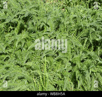 Blätter von einem jungen Schafgarbe. samt Blätter. Stockfoto