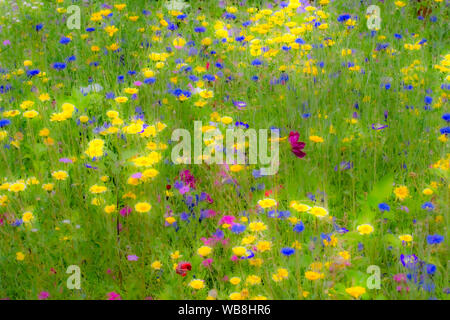 Blühende Sommerwiese mit flachen Schärfentiefe und Tiefenschärfe Stockfoto